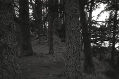 The woods are lovely, dark, and deep