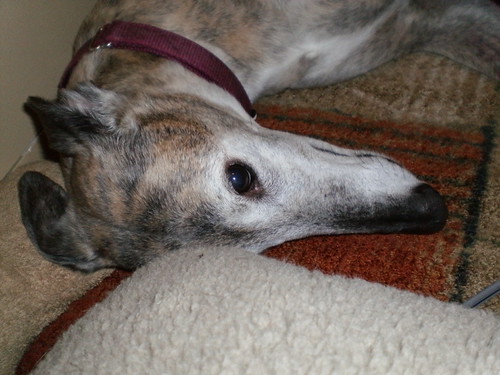 Greyhound lying on carpet staring into space with ears back