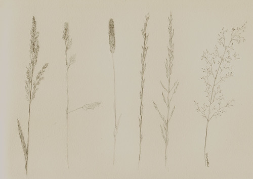 Pflanzen Zeichnen Nach Der Natur Blumen Bluten Blatter Und Graser Mit Feder