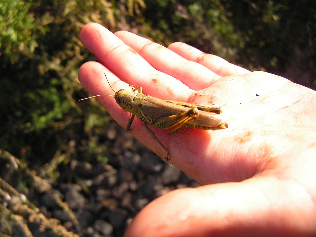 Not so hasty, Grasshopper