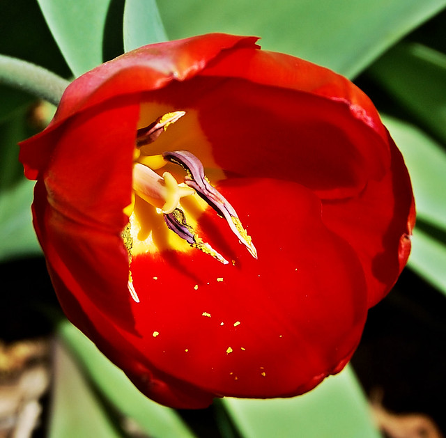 Red tulip bloom with yellow center made by yellow at base of petals and yellow pollen dropped on the red petal