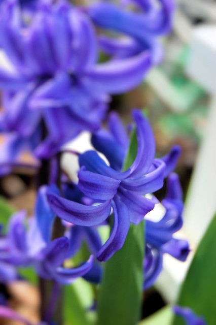 macro close up of hyacinth bloom