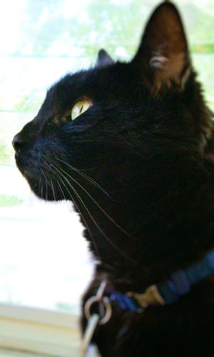 Black cat looking up while on screened in porch
