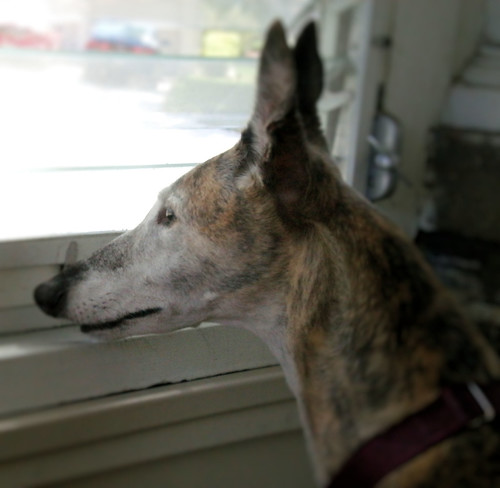 Red brindle greyhound with graying face hold ears upright while looking out the window of the screened in porch