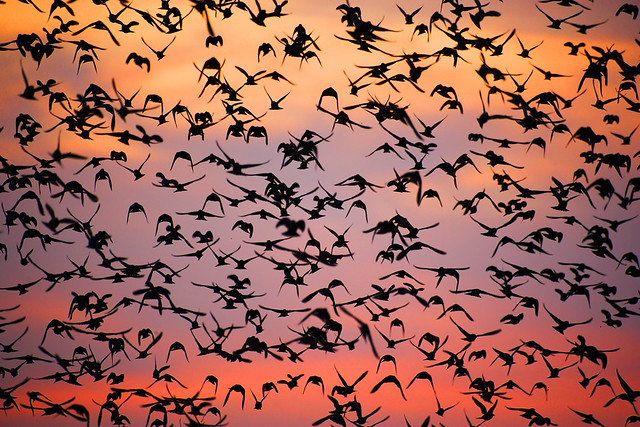Starling Murmuration - BEST VIEWED LARGE