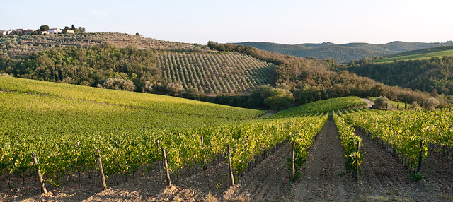 vineyards