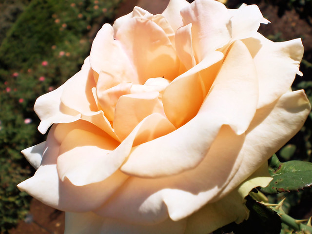 A soft pink rose with a grand bloom The Leu Gardens has a diverse collection of roses in their gardens