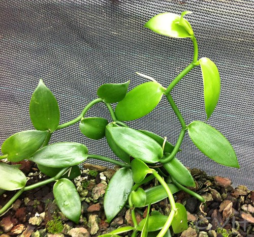 If you want to visit alcatraz, you need to know a few things before you go. Hawaiian Vanilla Farm Tour Lunch Go Visit Hawaii