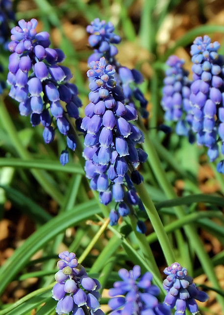 Blooms with white trim on the blue bells