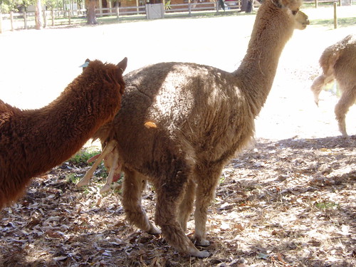 Alpaca in stage 2 labour