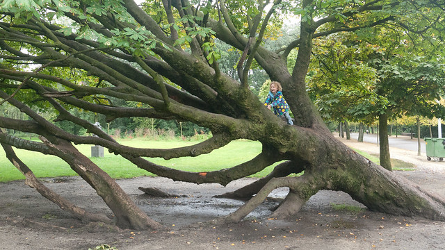 leaning tree