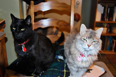 Mr. Boots Red and Miss Mo in the chair by my desk