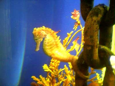 seahorse