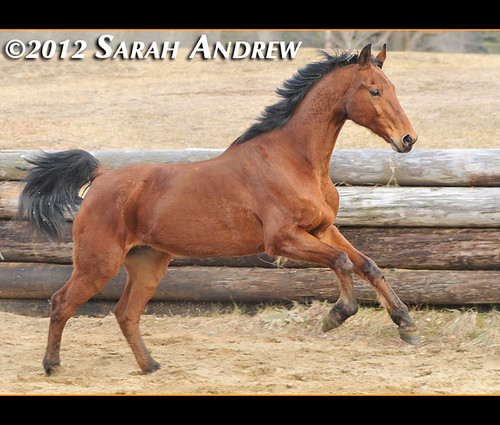 Stiletto Slim- Available for adoption. Located in Connecticut.