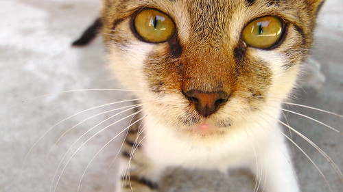 L'Ennui (premier sujet)