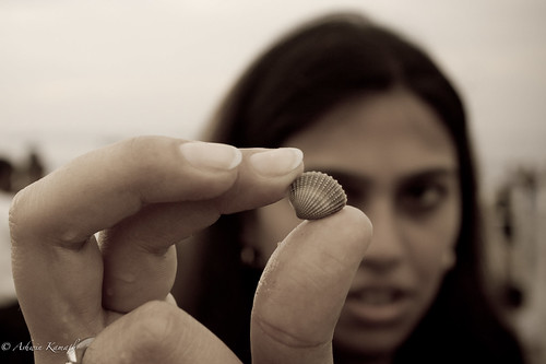 A Closer look at the Sea Shell