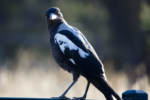 Magpie, 2012-01-24 (_MG_1671)