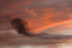 Starlings at Ham Wall