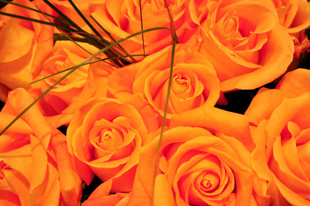 Orange Roses On Riverside Orange Roses At Urban Fare At Vancouver, 2010 | embedded . images