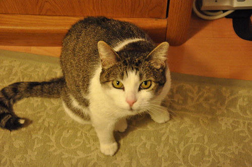 Mama Cat
