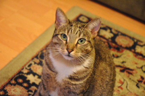 Cleo