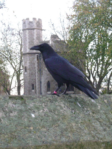 Tower raven