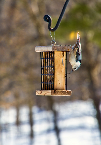 The Birds of Wheelers