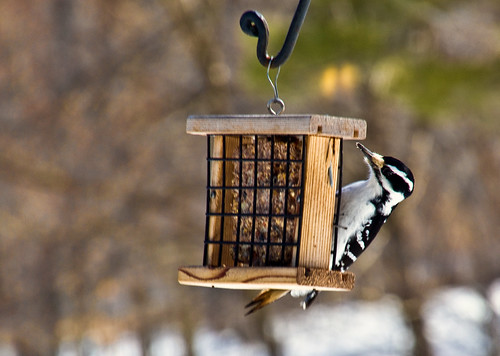 The Birds of Wheelers