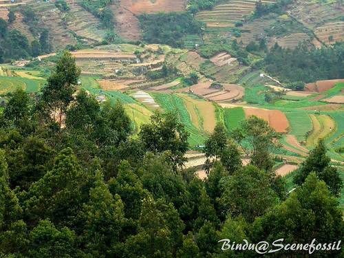Fields - Kodaikanal