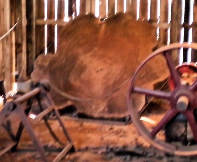 Cross section of very large tree