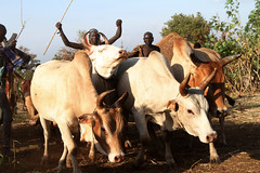 Ethiopian Tribes, Suri