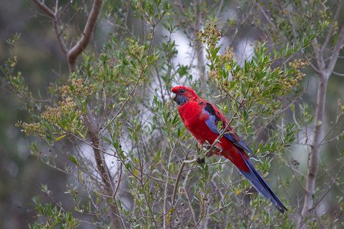 Crimson Rosella 2012-02-13 (_MG_2491)