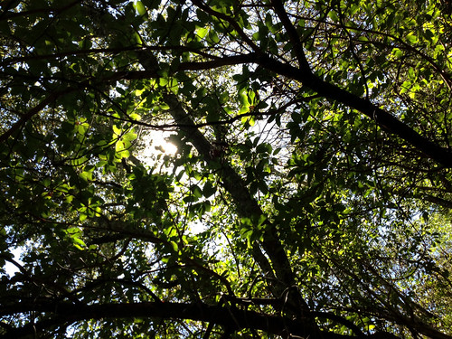 Three Tress One