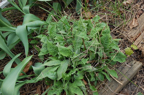 green leaves growing through winter debris 