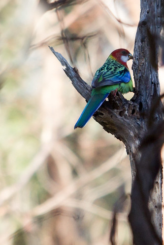 Eastern Rosella 2012-06-11 (_MG_9057)