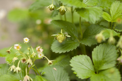 fragole