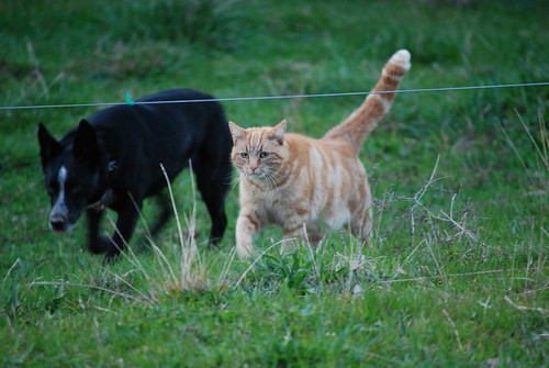 Herding cats