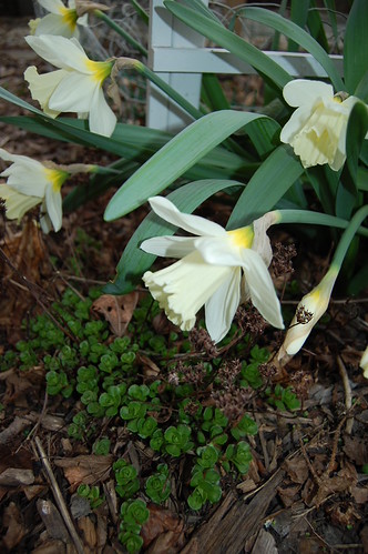 Very pale yellow jonquils