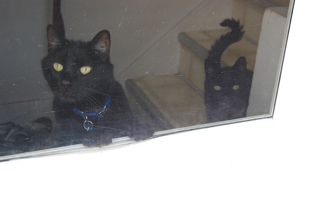 Where have you been?!? looking out the back door Mr. Puss Blue and Mr. Boots Red