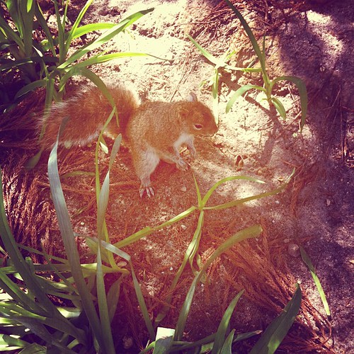 attack squirrel!!!!!