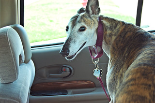 Happy aging greyhound looks over her shoulder while standing on back seat