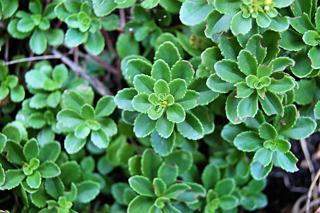close up and green