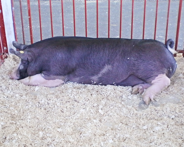 Grand champion snores Kenosha County Fair, Wisconsin
