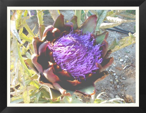 FotoSketcher - 200507100002_artichoke.JPG