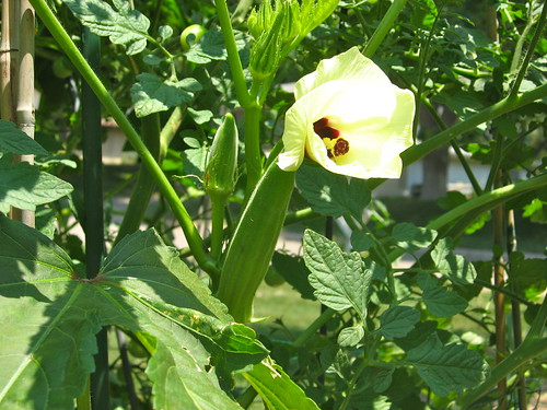 がんばるオクラ