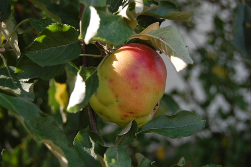 deformed apple