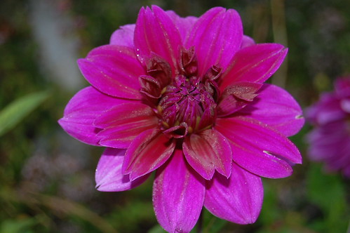 Thomas Edison Dahlia