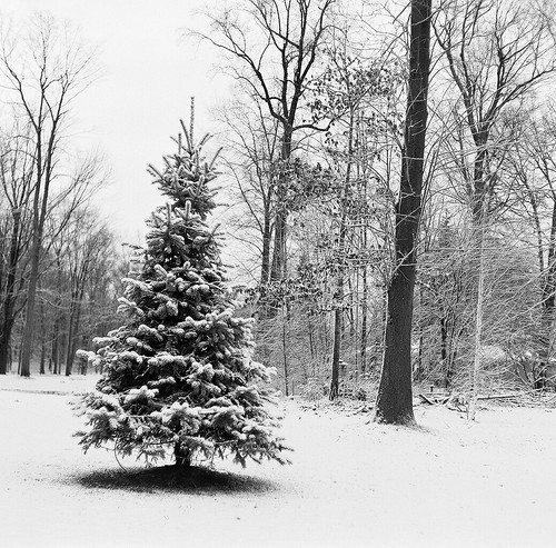 Roll 1 FILM Snowy Pine SOOC