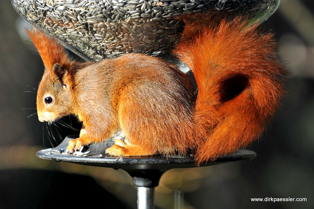 Red Squirrel by Dirk Paessler