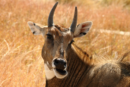 Nilgai - Velavadar National Park by Sonali Dalal
